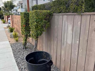 Weeding by Nicholas Poulsen for Michael F. in San Diego, CA