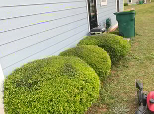 Bush Trimming by Latonya Talley for Michelle R. in Forest Park, GA