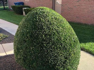 Bush Trimming by brett boehm for Kayla d. in Salinas, CA
