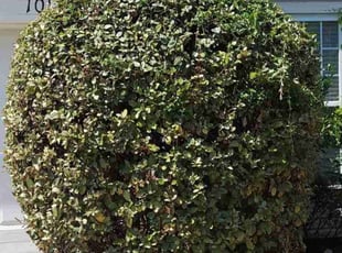 Bush Trimming by Isaiah Cuthbertson for Jason D. in Charlotte, NC