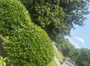 Bush Trimming by Durand Turner for Christopher P. in Decatur, GA