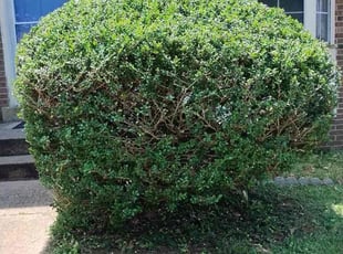 Bush Trimming by Misael HernΓ‘ndez for Thomas D. in Woodbridge, VA