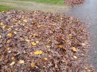 Leaf Removal by brett boehm for Fern b. in Salinas, CA