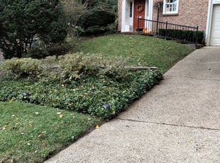 Bush Trimming by Marco Larkins for Navin R. in Washington, DC