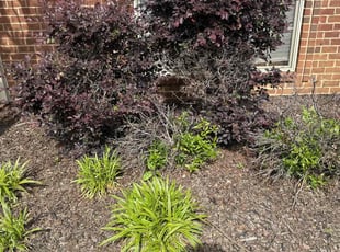 Weeding by Mitchell Kendall for Alice H. in Huntsville, AL