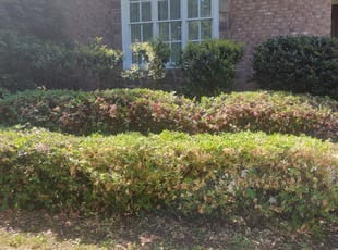 Bush Trimming by Johnathan Dockray for Kenney C. in Atlanta, GA