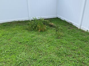 Bush Trimming by JaLynn Cheatham for Asha H. in Virginia Beach, VA