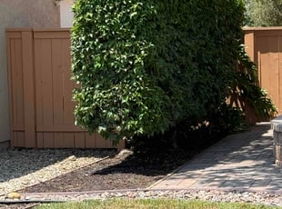Bush Trimming by Angel Mata for Darryl J. in Santee, CA