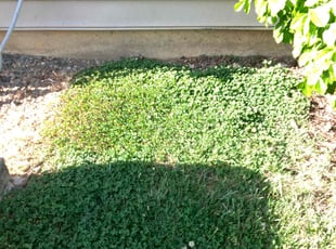 Leaf Removal by Daniel Shannon for Robert S. in Stafford, VA