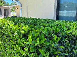 Bush Trimming by Harold Cummings for James S. in Palm Bay, FL