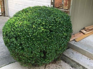 Bush Trimming by Paul Handley for Philip B. in Tulsa, OK