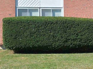 Cleanups by Maurice Rodgers for Cassandra B. in Aldan, PA