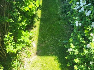 Frances B.'s Lawn Care service result