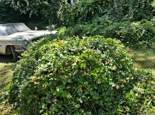 Bush Trimming by Jason Times for James H. in Atlanta, GA