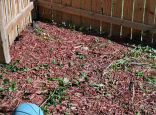 Weeding by Javis Hogan for Emerald M. in Omaha, NE