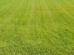Robert P.'s Lawn Mowing Service service result