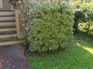 Bush Trimming by Rolando Callejas for Allison S. in Houston, TX