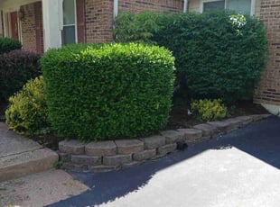 Bush Trimming by Shaun Hurst for Bruce G. in Chesterfield, MO