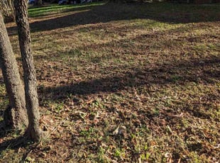 Leaf Removal by Zachary Schwarz for Stephen L. in Charlotte, NC