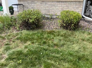 Bush Trimming by Brennen Spratte for Margaret F. in Colorado Springs, CO