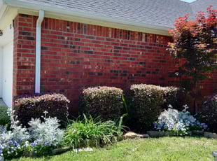 Bush Trimming by Pedro Lara for Detric J. in Arlington, TX