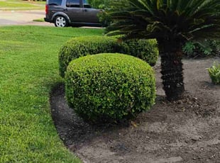 Bush Trimming by Hector Cruz for Jaylene C. in Cypress, TX