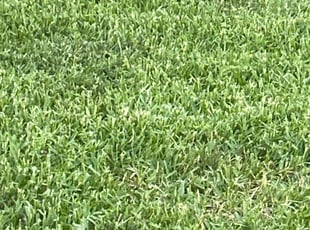 Dasha K.'s Lawn Mowing service result