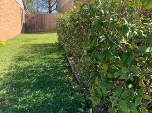 Bush Trimming by Denirio Morales for Karen M. in Mansfield, TX
