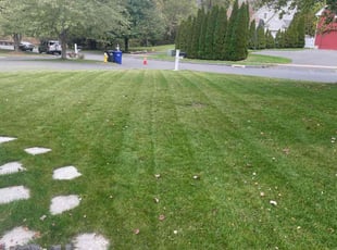 Cara G.'s Grass Cutting service result