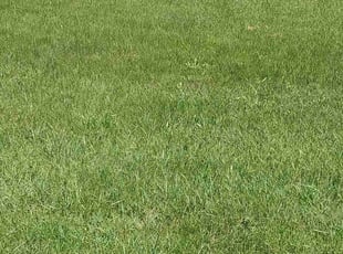 Margaret E.'s Yard Cutting service result