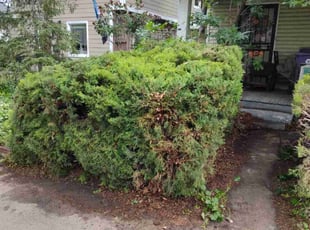 Bush Trimming by Alley Parker for Kallista A. in Denver, CO