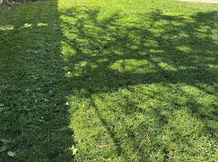 David R.'s Lawn Service service result