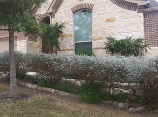 Bush Trimming by Andrew Ramirez for Roberto C. in San Antonio, TX