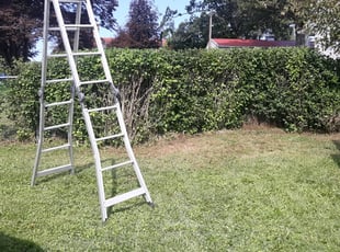 Bush Trimming by Phillip Johnson for Direace J. in Scranton, PA