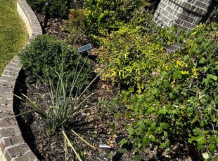 Weeding by Jose Carney for Alan N. in Fort Worth, TX