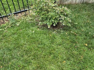 Bush Trimming by Ricardo Reyes for James S. in Derby, KS