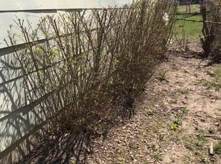 Bush Trimming by Eric Jamison for Louis G. in Kansas City, MO