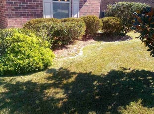 Bush Trimming by Robert Collins for Rita C. in Covington, LA