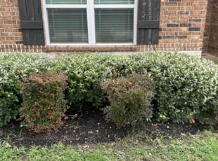 Bush Trimming by Trae Tindall for Darryl A. in Round Rock, TX