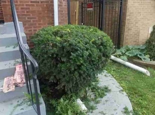 Bush Trimming by Virgil Smith for Shawn A. in Chicago, IL