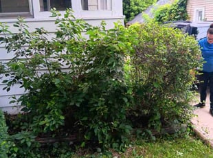 Bush Trimming by Kevin Rhyne for Tim W. in Madison, WI