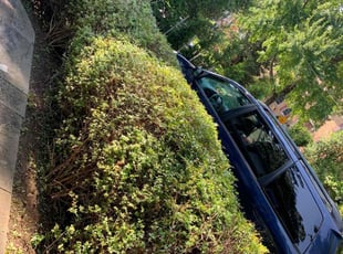 Bush Trimming by Tyler Isaacs for Bobby P. in Bethesda, MD
