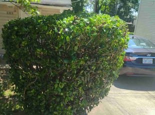 Bush Trimming by Ismael Galvez for Michael S. in Pineville, NC