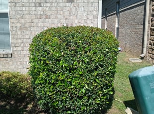 Bush Trimming by Ashley McCarty for Earnestine F. in Memphis, TN
