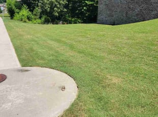 Hisham S.'s Grass Cutting service result