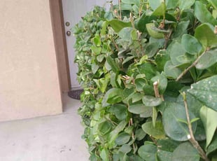 Bush Trimming by Sofia Lopez for Doris H. in Bakersfield, CA