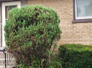 Bush Trimming by Yellitza Velez for Greyland J. in South Holland, IL