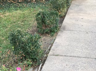 Bush Trimming by Carlos Alba for Allison C. in Arlington, VA
