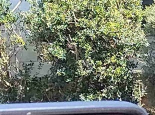 Bush Trimming by Paul Ney for Craig J. in New Port Richey, FL