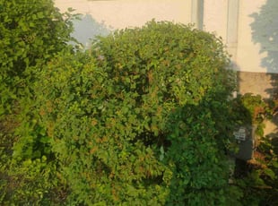 Bush Trimming by Daniel Burton for Terri K. in Joliet, IL